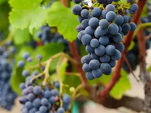 Pictograma_Winery-Banyan_Tree_Veya-Valle_de_Guadalupe-03.jpg